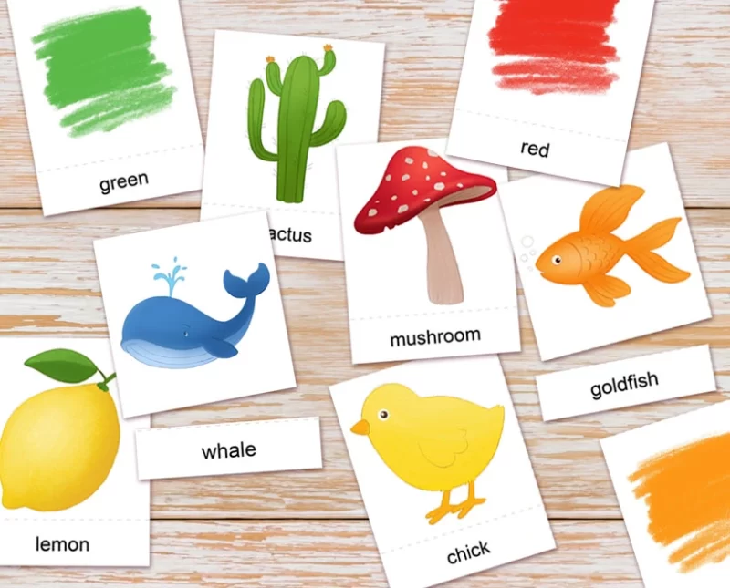 Colors- Editable and Printable Montessori flashcards for kids - ANIMaD _Image shows flashcards with illustrations like mushroom. whale, cactus and colors like green, red, top view spread on a table